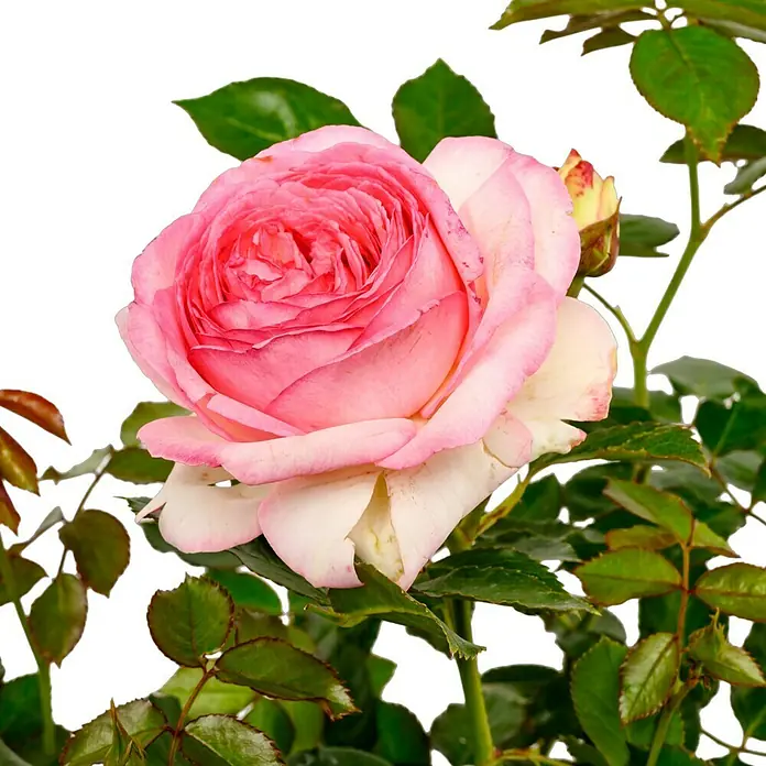 Kletterrose - Rosa 'Eden Rose '85' -R-, Kräftig Rosa - Die Nahaufnahme zeigt eine zarte, zweifarbige Rose mit einem sanften Farbverlauf von Rosa zu Weiß, umgeben von grünen Blättern.