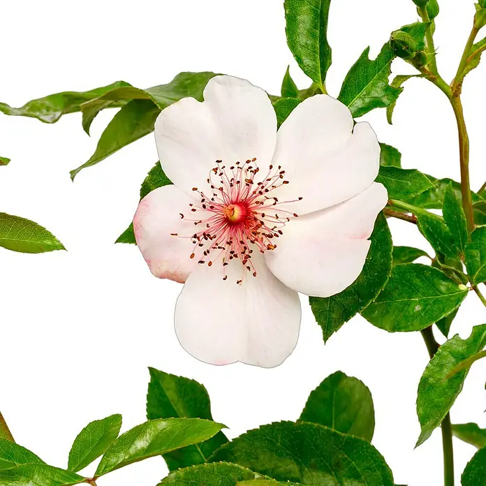 Bodendeckerrose - Rosa 'Sweet Pretty' -R-, Topfvolumen: 4,5 l, Rosa/Weiß - Zarte weiße Blüte mit roten Akzenten inmitten grüner Blätter, ein Blickfang der Natur.