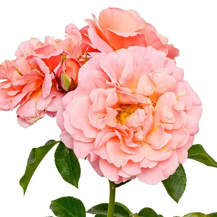 Beetrose - Rosa 'Marie Curie' ®, Lachs/Apricot - Nahaufnahme von wunderschönen, zartrosa Rosen mit grünen Blättern vor einem neutralen Hintergrund. Die Blütenblätter sind weich und anmutig.