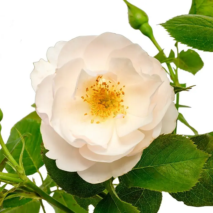 Strauchrose - Rosa 'Pear' -TM-, Topfvolumen: 4,5 l, Creme - Nahaufnahme einer eleganten, weißen Rose mit grünen Blättern und einem sanften Hintergrund, die ihre natürliche Schönheit hervorhebt.