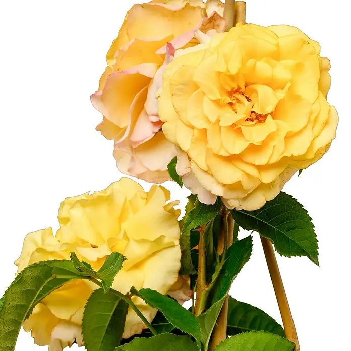 Edelrose - Rosa 'Sunny Sky' ® ADR, Gelb - Diese Nahaufnahme zeigt eine Gruppe strahlend gelber Rosen mit zarten Details und grünen Blättern vor dunklem Hintergrund.