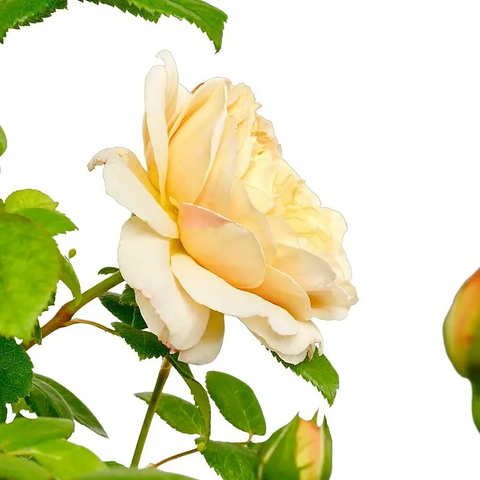 Strauchrose - Rosa 'Charles Darwin', Topfvolumen: 5,5 l, Apricot - Nahaufnahme einer eleganten, cremefarbenen Rose mit grünen Blättern vor einem neutralen Hintergrund, die ihre zarten Blütenblätter zeigt.
