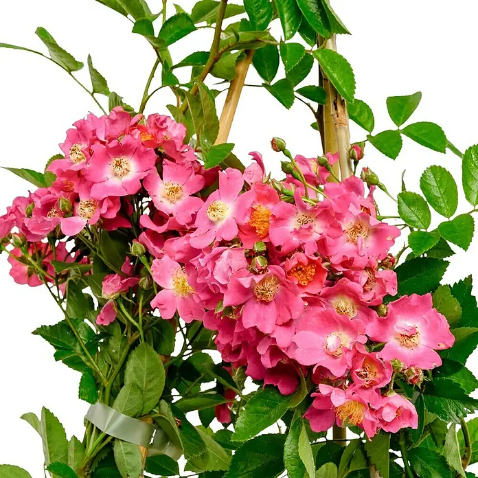 Kletterrose - Rosa 'Maria Lisa', Karminrosaweiß - Nahaufnahme einer Kletterrose mit leuchtend pinkfarbenen Blüten und grünen Blättern, die an einem Bambusstab emporwächst.