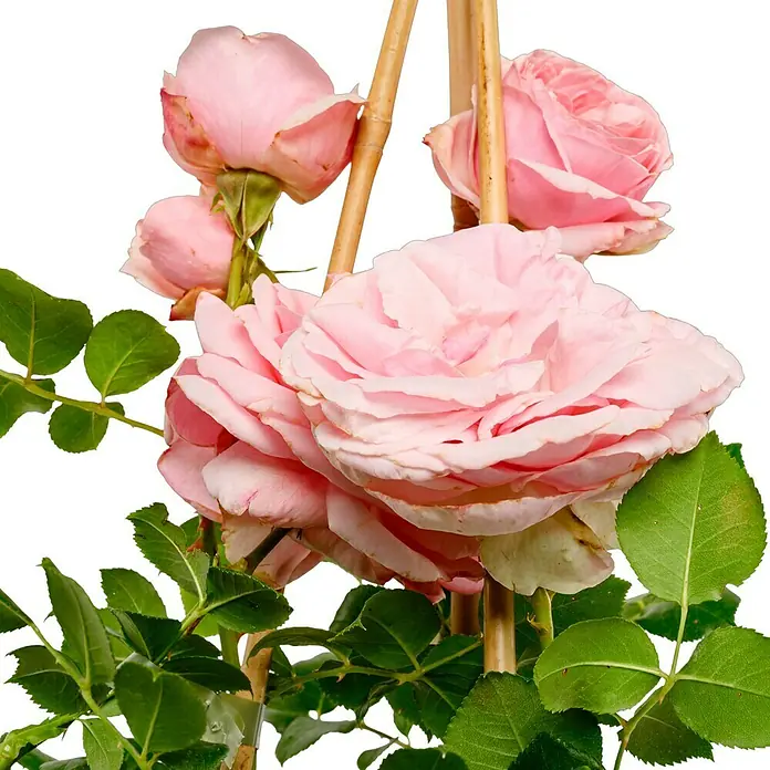 Kletterrose - Rosa 'Giardina', Rosa - Nahaufnahme von zarten rosa Rosen, die an Bambusstäben emporranken, mit lebendigen grünen Blättern vor einem neutralen Hintergrund.