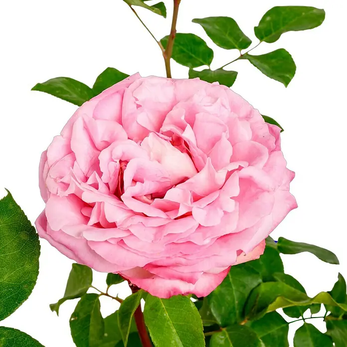 Edelrose - Rosa 'Beverly' ®, Zartrosa - Nahaufnahme einer leuchtend rosa Rose in voller Blüte, umgeben von grünen Blättern auf einem dunklen Hintergrund.