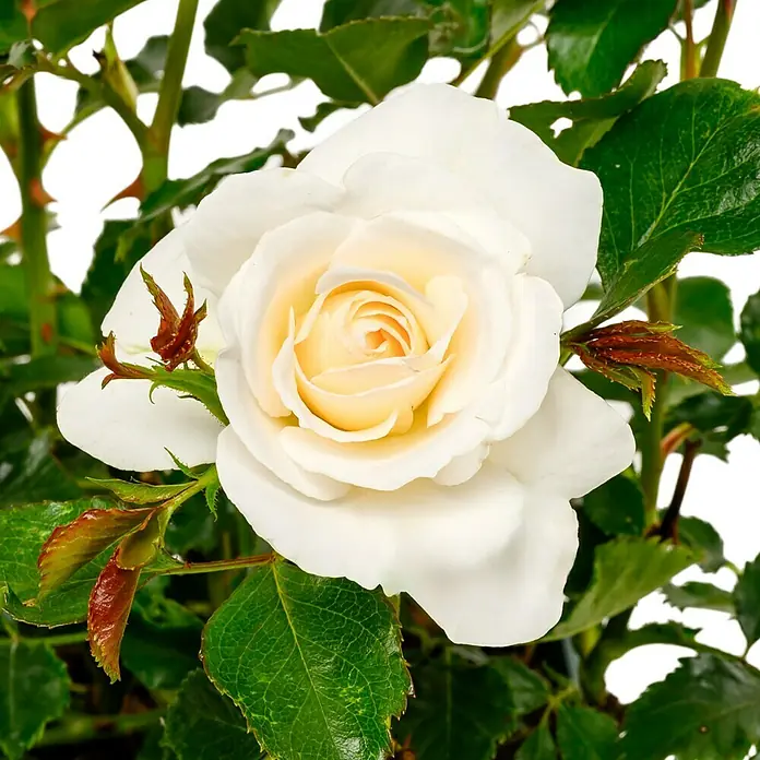 Beetrose - Rosa 'Petticoat' ® ADR, Cremeweiß/Aprikot - Nahaufnahme einer weißen Rose mit gelbem Zentrum, umgeben von grünen Blättern und Dornen an den Stielen.