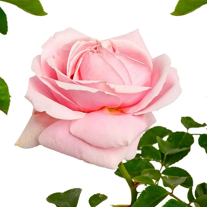 Edelrose - Rosa 'Frederic Mistral' ®, Hellrosa - Nahaufnahme einer zarten, hellrosa Rose mit weichen Blütenblättern und grünen Blättern, die ihre Schönheit unterstreichen.
