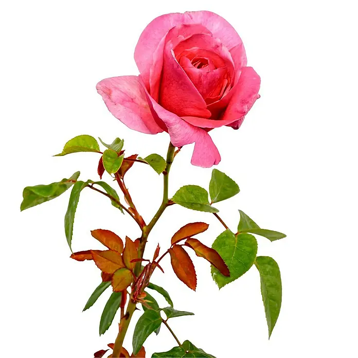 Edelrose - Rosa 'Elbflorenz' ADR, Dunkelrosa - Nahaufnahme einer einzelnen, leuchtend rosa Rose mit grünen Blättern und einem dunklen Hintergrund, der die Schönheit hervorhebt.