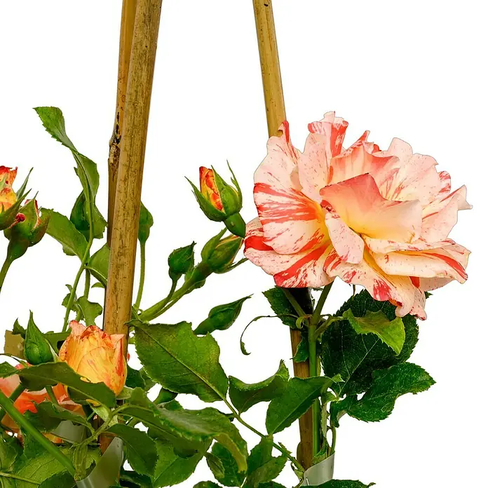 Beetrose - Rosa 'Alfred Sisley' ®, Rosa/Orangene gestreift - Nahaufnahme einer farbenfrohen Rose mit rot-weiß gestreiftem Blütenblatt vor einem dunklen Hintergrund. Die Rose ist von Blättern und Stielen umgeben.