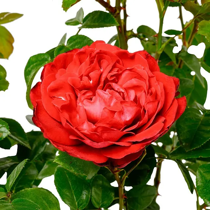Edelrose 'Tiamo' - Rosa 'Tiamo' ®, Rot - Eine Nahaufnahme einer leuchtend roten Rose, die sich inmitten grüner Blätter entfaltet und ihre samtigen Blütenblätter zeigt.