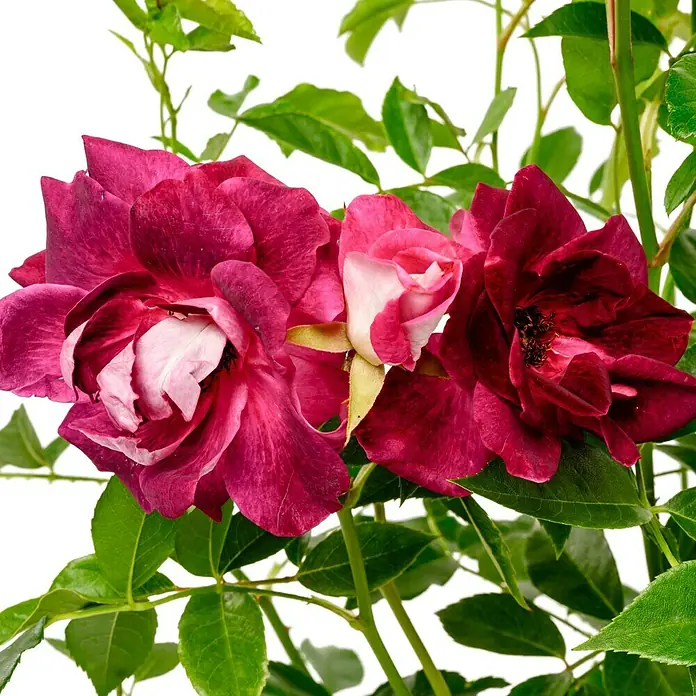 Beetrose - Rosa 'Burgundy Ice' ®, Mauve - Nahaufnahme von drei burgunderfarbenen Rosenblüten mit grünen Blättern, die die satten Farben und die filigranen Details der Blüten hervorhebt.