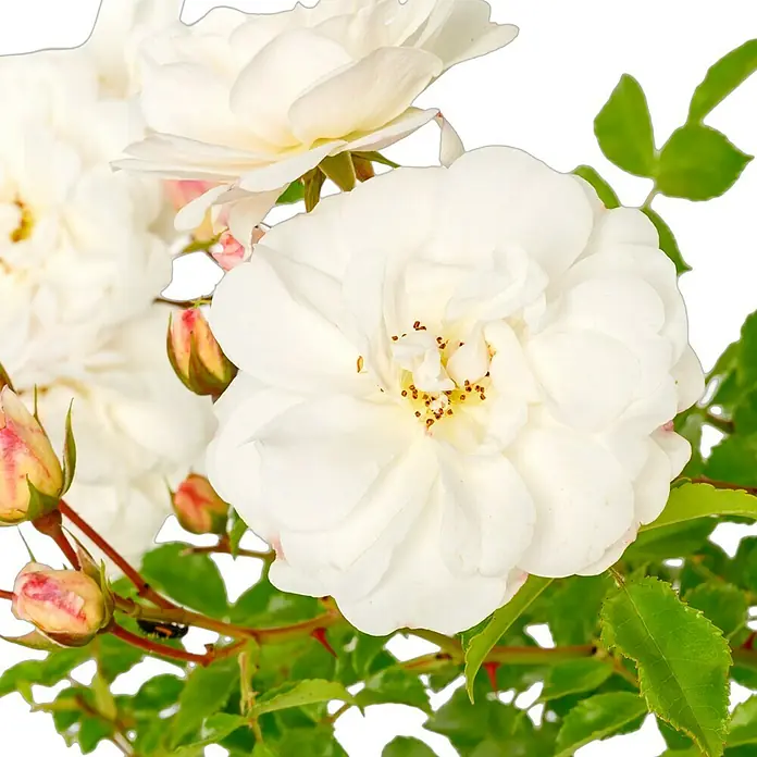 Bodendeckerrose - Rosa 'Diamant' -R- ADR, Topfvolumen: 4,5 l, Reinweiß - Nahaufnahme von strahlend weißen Rosenblüten mit zarten Knospen und grünen Blättern, die die Schönheit und Reinheit der Natur zeigen.