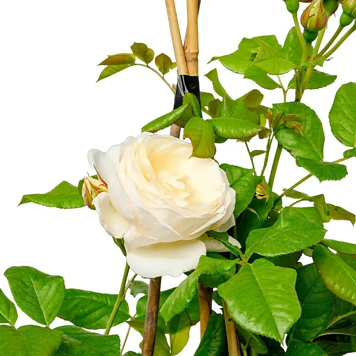 Kletterrose - Rosa 'Uetersener-Klosterrose' -R-, Weiß - Elegante Nahaufnahme einer bezaubernden, cremefarbenen Edelrose mit üppigem Grün und zarten Blütenknospen.