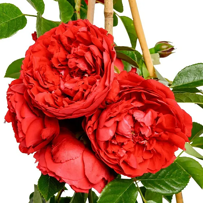 Kletterrose - Rosa 'Florentina' -R- ADR, Rot - Nahaufnahme einer roten Rose mit üppigen Blütenblättern, die eine tiefe, samtige Textur zeigen, vor einem dunklen Hintergrund.