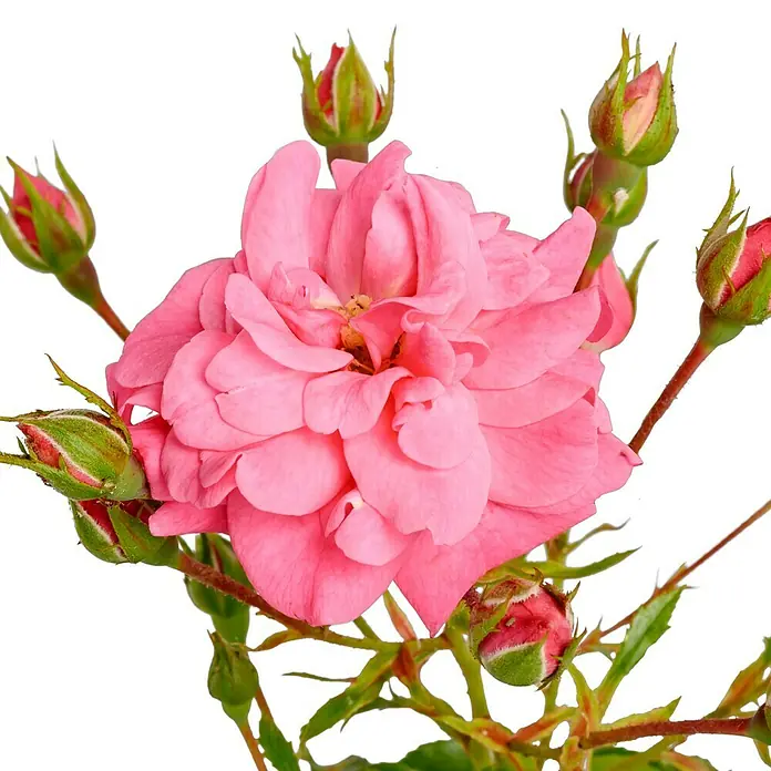 Bodendeckerrose - Rosa 'Mirato' -R-, Topfvolumen: 4,5 l, Leuchtend Pink - Nahaufnahme einer rosa Rose mit Knospen auf schwarzem Hintergrund.