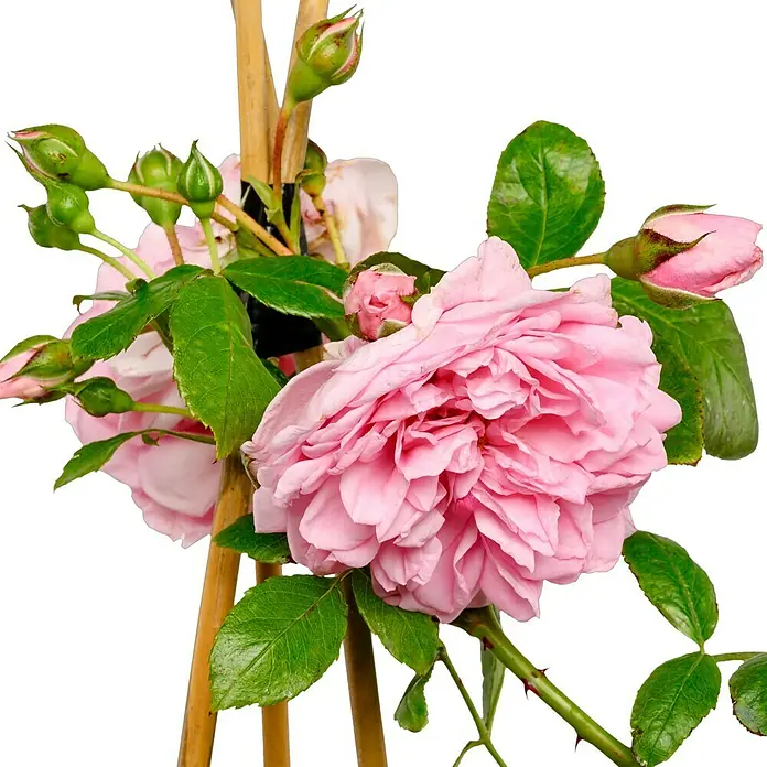 Kletterrose - Rosa 'Sweet Laguna' -R-, Hellrosa - Nahaufnahme einer pinkfarbenen Kletterrose an einem Bambusstab, die ihre zarten Blüten und grünen Blätter präsentiert.