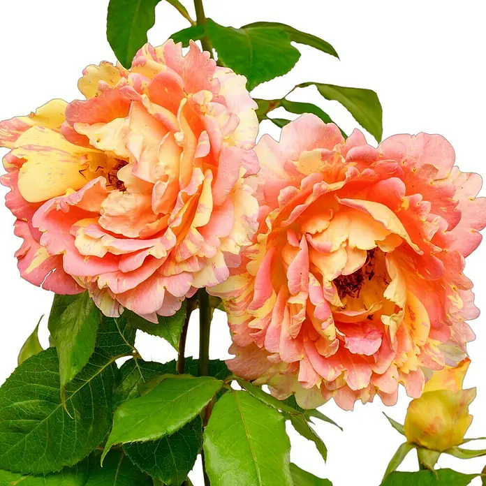 Edelrose - Rosa 'Rose des Cisterciens', Rosa/Cremegelb - Nahaufnahme von zwei farbenprächtigen Rosenblüten in zarten Gelb-, Orange- und Rosatönen, umgeben von grünen Blättern.