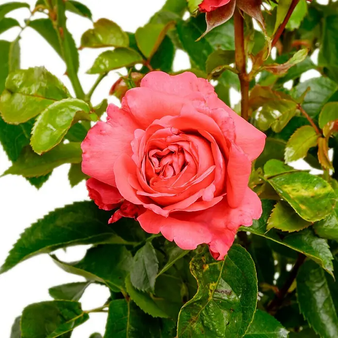 Edelrose - Rosa 'Cherry Lady' ®, Rot - Nahaufnahme einer leuchtend korallenroten Rose inmitten üppiger grüner Blätter. Die Blüte zeigt kunstvoll angeordnete Blütenblätter.