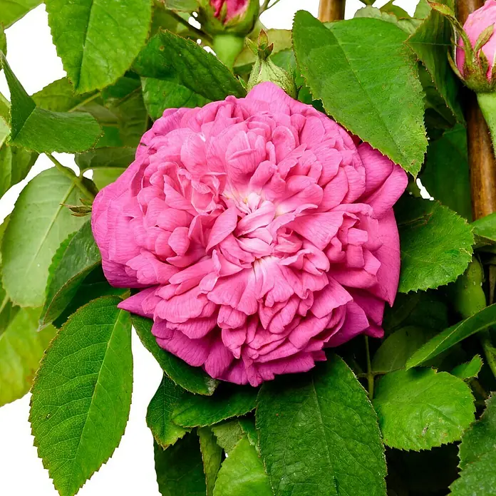 Strauchrose - Rosa 'Rose de Resht', Topfvolumen: 5,5 l, Leuchtend Rot - Nahaufnahme einer üppigen, pinkfarbenen Rose mit dichten Blütenblättern, umgeben von sattgrünen Blättern und zarten Knospen.