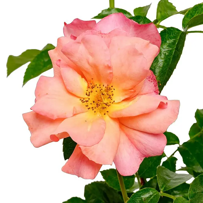 Beetrose - Rosa 'Aprikola' ®, Apricot - Bezaubernde Nahaufnahme einer rosafarbenen Rose mit gelber Mitte, umgeben von grünen Blättern, vor einem dunklen Hintergrund.