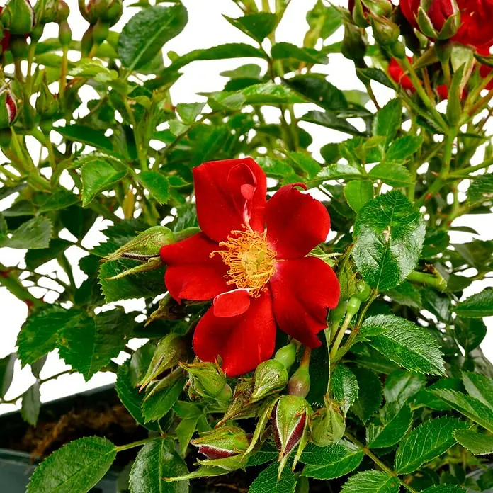 Bodendeckerrose - Rosa 'Bienenweide rot' -R-, Topfvolumen: 4,5 l, Leuchtend Rot - Nahaufnahme einer roten Rose mit gelben Staubgefässen, umgeben von grünen Blättern und Knospen, in einem Topf.