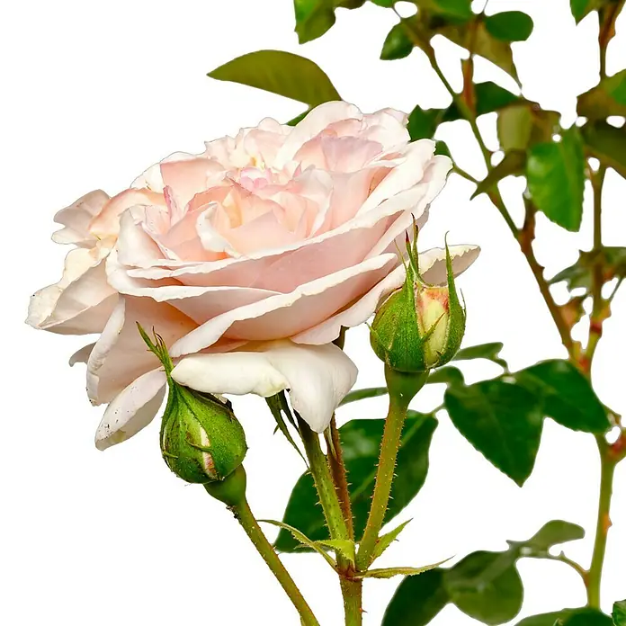 Strauchrose - Rosa 'Herkules' -R-, Topfvolumen: 5,5 l, Lavendel-Weiß - Nahaufnahme einer zarten, hellrosa Rose mit grünen Knospen vor einem dunklen Hintergrund.