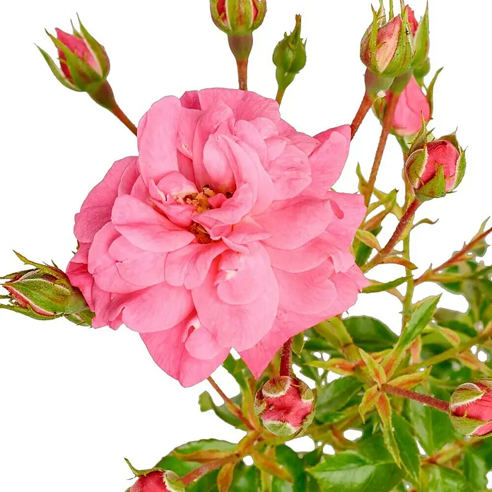 Bodendeckerrose - Rosa 'Mirato' -R-, Topfvolumen: 4,5 l, Leuchtend Pink - Nahaufnahme einer zarten, rosa Rose mit grünen Knospen und Blättern vor einem neutralen, schwarzen Hintergrund.