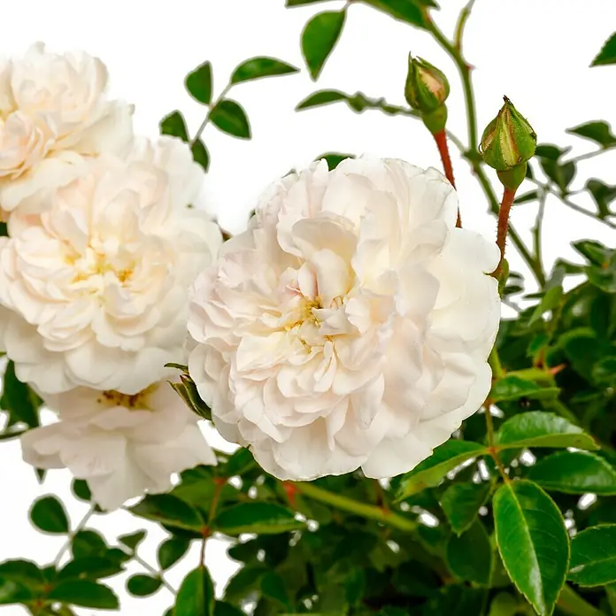 Bodendeckerrose - Rosa 'Swany' -R-, Topfvolumen: 4,5 l, Weiß - Nahaufnahme von strahlend weißen Rosenblüten mit grünen Blättern und Knospen.