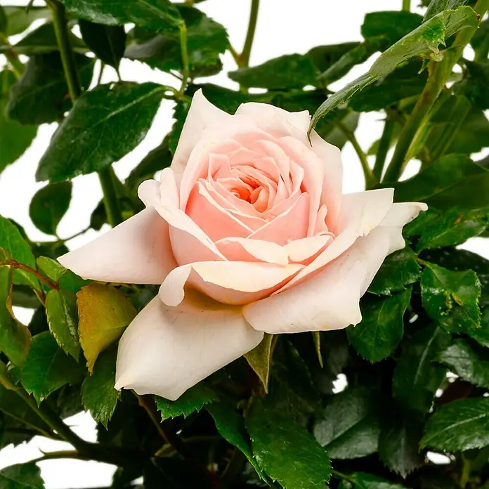 Beetrose - Rosa 'Garden of Roses' ® ADR, Creme-Pastellrosa - Nahaufnahme einer zarten, hellrosa Rose inmitten von üppig grünen Blättern, die die Schönheit und Eleganz dieser Blume hervorhebt.