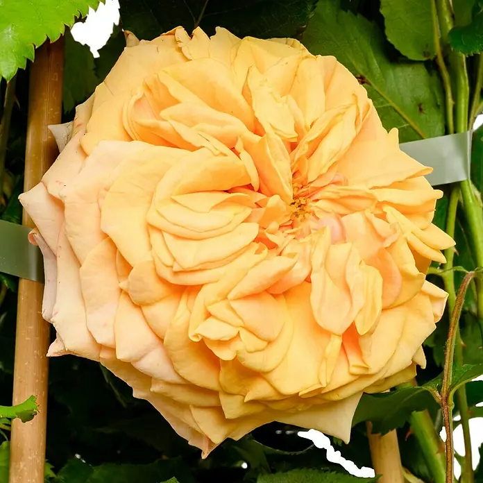 Strauchrose - Rosa 'La Villa Cotta' -R-, Topfvolumen: 5,5 l, Orange - Wunderschöne Nahaufnahme einer gelben Rose mit vielen Blütenblättern und grünen Blättern im Hintergrund. Perfekt für Blumengartenliebhaber!