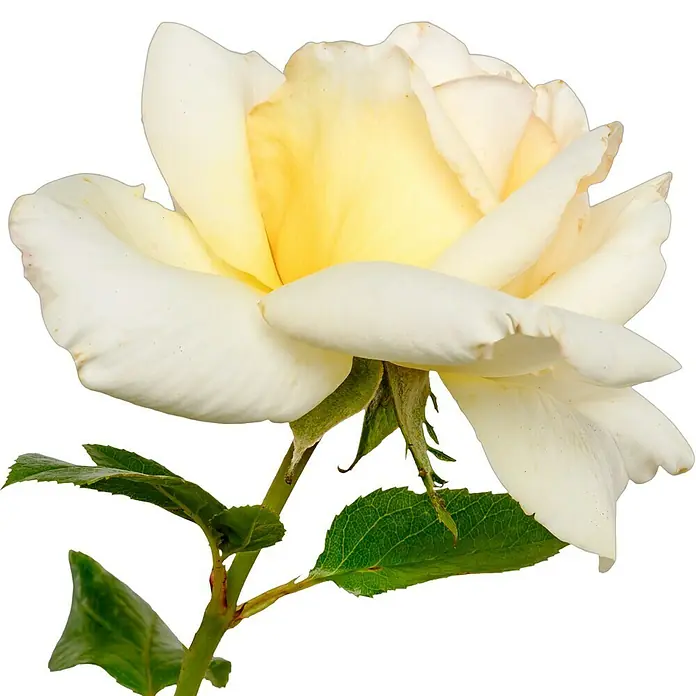 Edelrose - Rosa 'Anastasia' ADR, Apricot-Creme - Nahaufnahme einer eleganten, weiß-gelben Rose. Die zarten Blütenblätter entfalten ihre Schönheit vor einem tiefschwarzen Hintergrund.