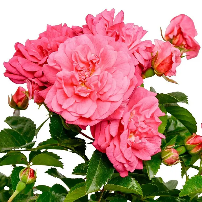 Bodendeckerrose - Rosa 'Palmengarten Frankfurt' -R-, Topfvolumen: 4,5 l, Kräftig Rosa - Nahaufnahme eines üppigen Strauchs pinkfarbener Rosen mit grünen Blättern und zarten Knospen vor einem dunklen Hintergrund.