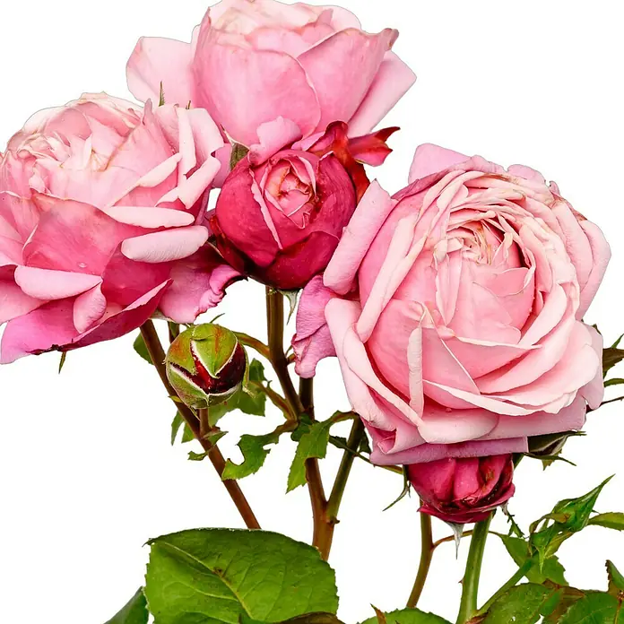 Beetrose - Rosa 'Dieter Müller' ®, Dunkelrosa - Nahaufnahme von rosa Rosenblüten. Eine Sammlung von eleganten, rosa Rosenblüten mit zarten Details und sanften Farben.