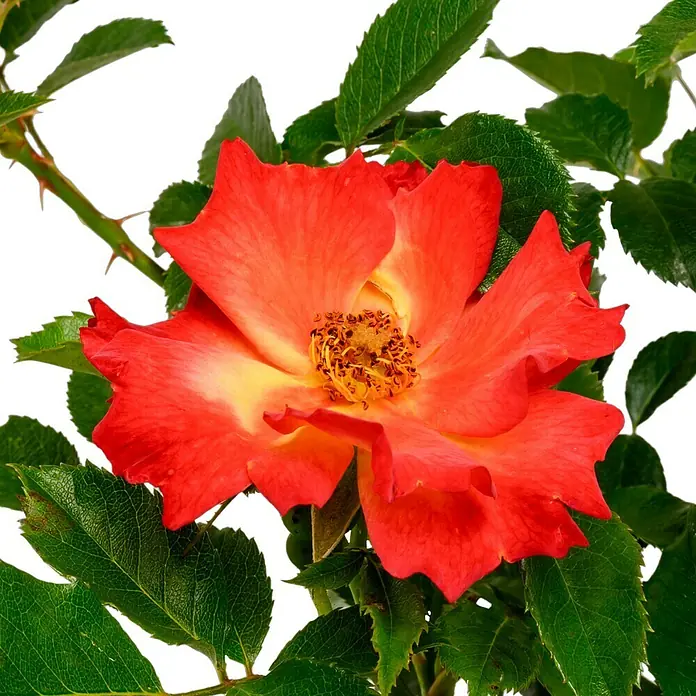 Beetrose - Rosa 'Summer of Love' ® FL ADR, Gelb-Rot - Nahaufnahme einer lebendigen, orangefarbenen Rose mit gelbem Zentrum, umgeben von grünen Blättern, die ihre Schönheit und Frische hervorhebt.