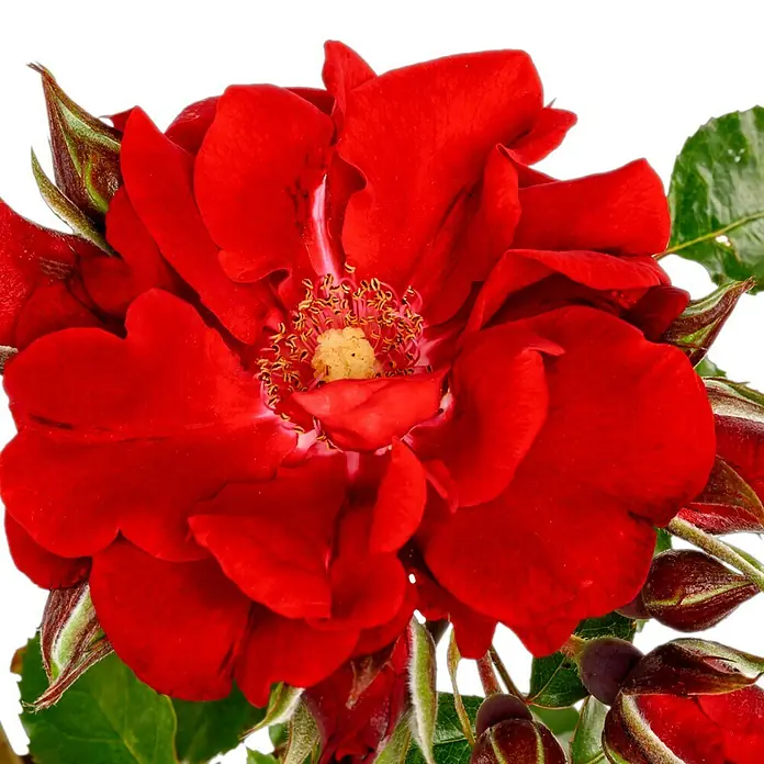 Strauchrose - Rosa 'Roter Korsar' -R-, Topfvolumen: 5,5 l, Dunkelrot - Nahaufnahme einer leuchtend roten Rose mit gelber Mitte, umgeben von Knospen und grünen Blättern auf schwarzem Hintergrund.