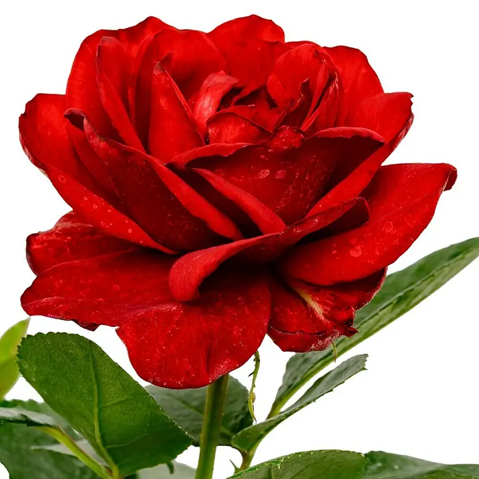 Edelrose - Rosa 'Jugendliebe' ®, Rot - Nahaufnahme einer strahlend roten Rose mit grünen Blättern vor einem neutralen Hintergrund.