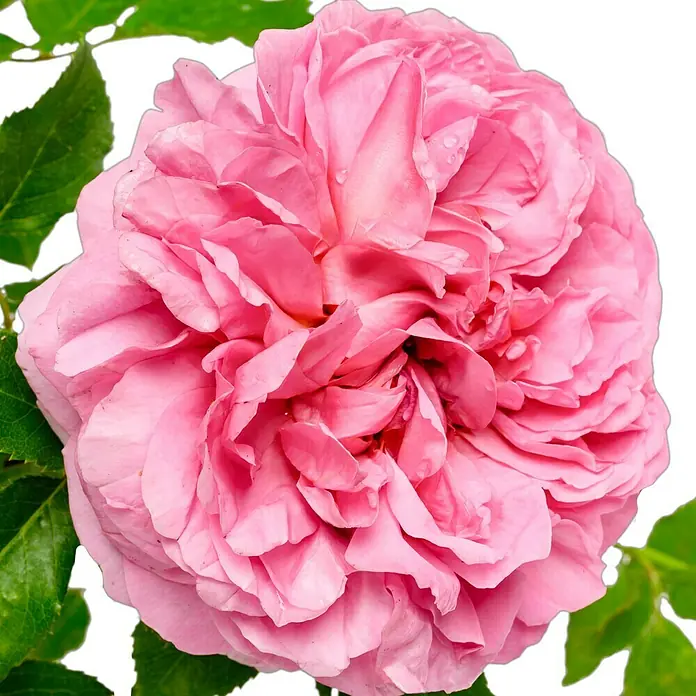 Strauchrose - Rosa 'Princss.Alexandra of Kent' -R-, Topfvolumen: 5,5 l, Zartrosa - Nahaufnahme einer wunderschönen, voll erblühten, rosa Rose, die ihre zarten Blütenblätter und ihre Eleganz zur Schau stellt.
