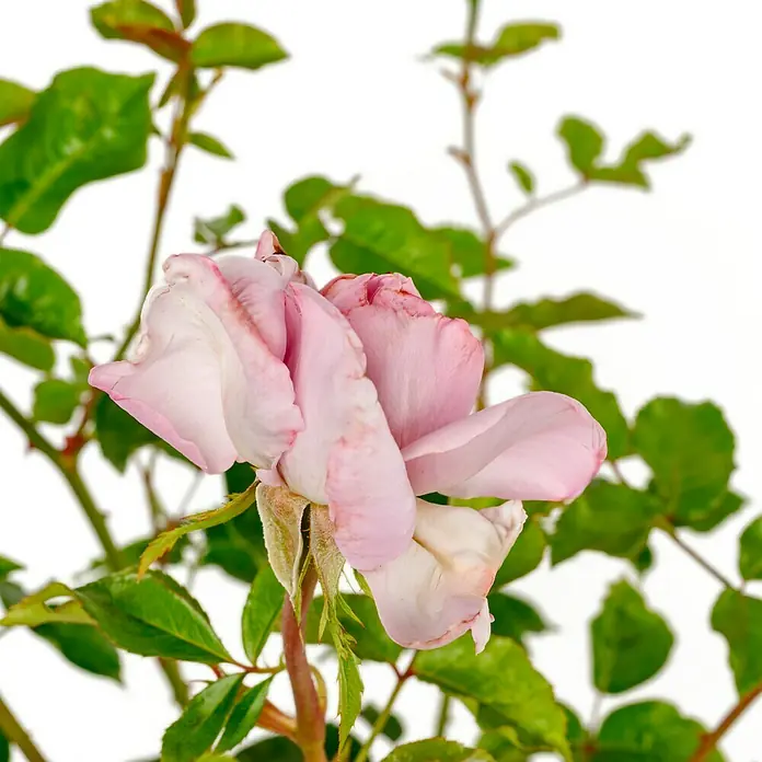 Strauchrose - Rosa 'Synactif by Shiseido' -R-, Topfvolumen: 5,5 l, Mauve - Zarte, blassrosa Rose in voller Blüte mit sichtbaren Details an den Blättern, die die Schönheit der Natur hervorheben.