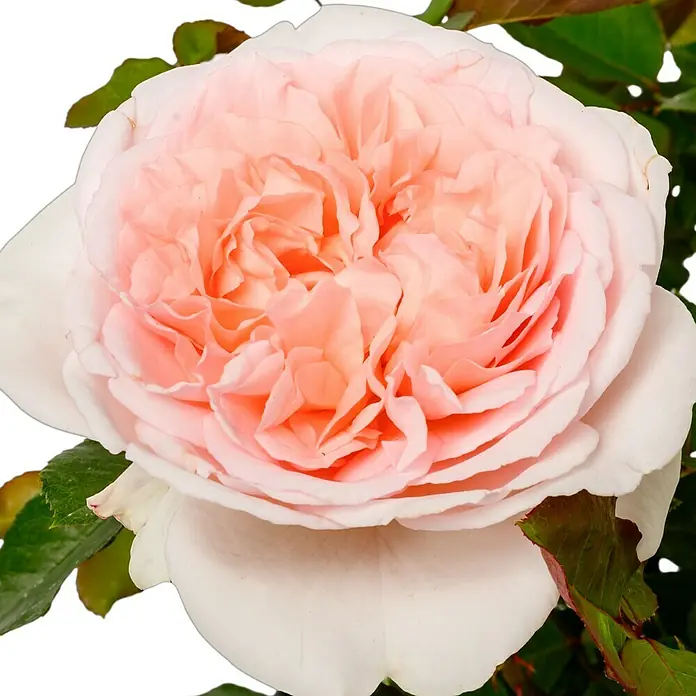 Beetrose - Rosa 'Märchenzauber' ® ADR, Rosa - Nahaufnahme einer zarten, blassrosa Rose mit vielen Blütenblättern und grünen Blättern im Hintergrund.