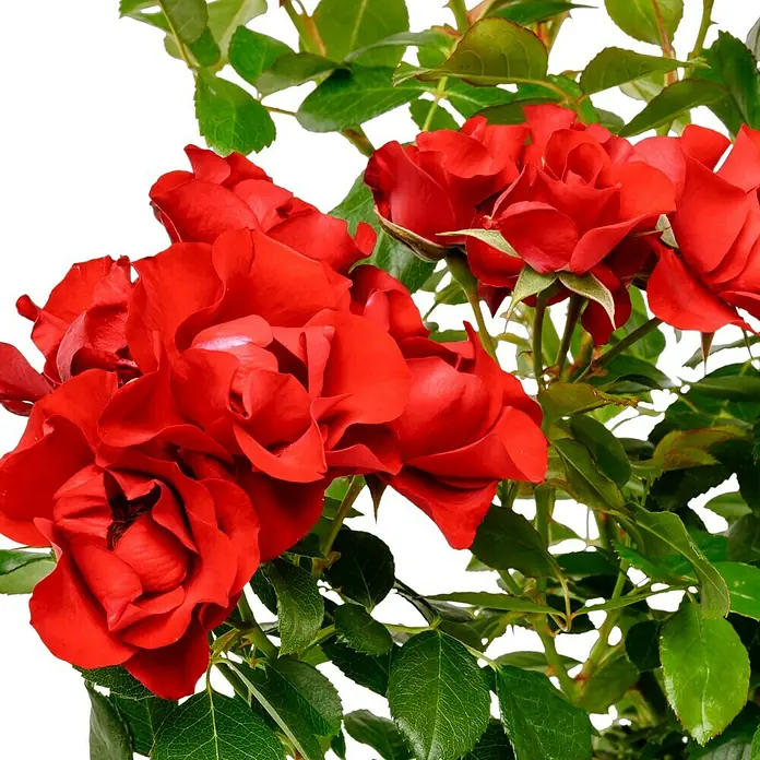 Beetrose - Rosa 'Black Forest Rose' ®, Rot - Nahaufnahme von roten Rosen mit grünen Blättern vor einem schwarzen Hintergrund, die die leuchtenden Farben und Details der Blüten hervorhebt.