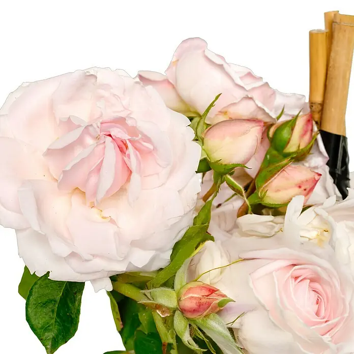 Kletterrose - Rosa 'New Dawn', Zart Weißrosa - Nahaufnahme eines Straußes sanftrosa Rosen mit grünen Blättern und Stielen, die eine romantische und elegante Atmosphäre vermitteln.