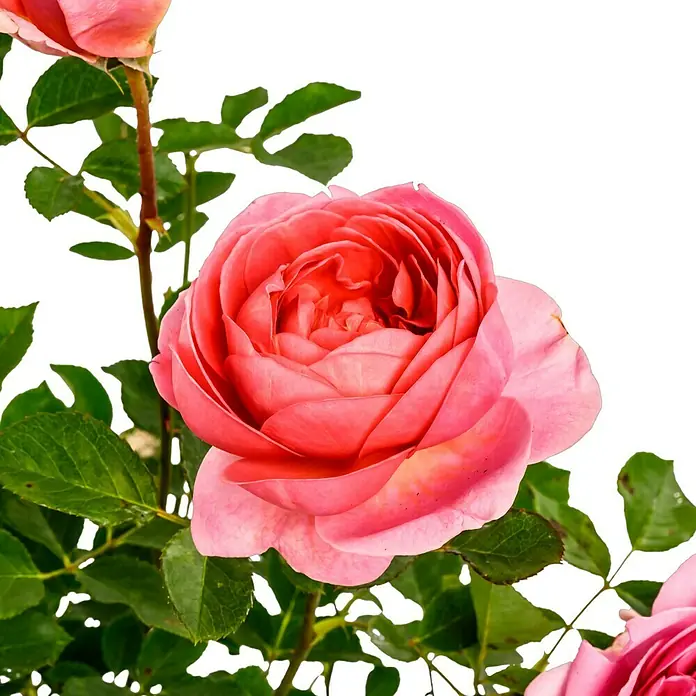 Strauchrose - Rosa 'Boscobel', Topfvolumen: 5,5 l, Rosa - Eine Nahaufnahme einer leuchtend rosa Rose mit zarten Blütenblättern und grünen Blättern. Sie fesselt mit ihrer Schönheit.