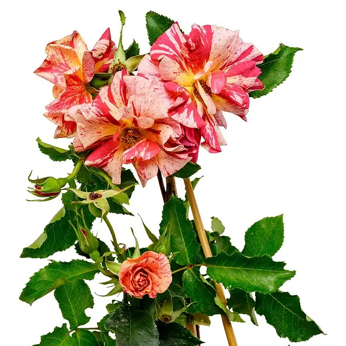 Beetrose - Rosa 'Edgar Degas' ®, Gelb/Weiß/Rot - Farbenprächtige Rosenblüten in Rot, Gelb und Weiß mit grünen Blättern, die eine lebendige und frische Atmosphäre erzeugen.