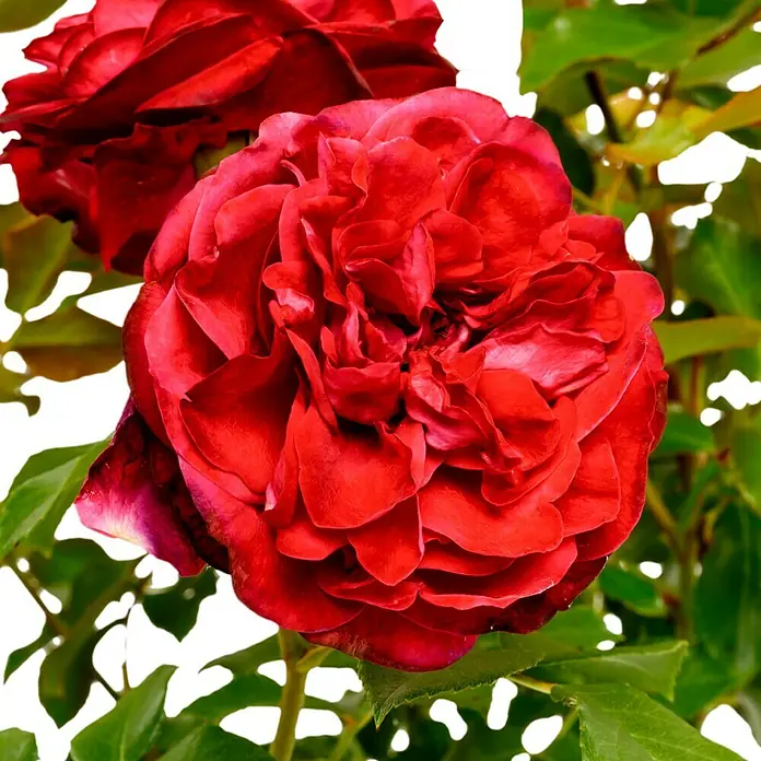 Beetrose - Rosa 'Rouge Meilove' ®, Dunkelblutrot - Nahaufnahme einer leuchtend roten Rose mit üppigen Blütenblättern und grünen Blättern, die ihre Schönheit hervorheben.