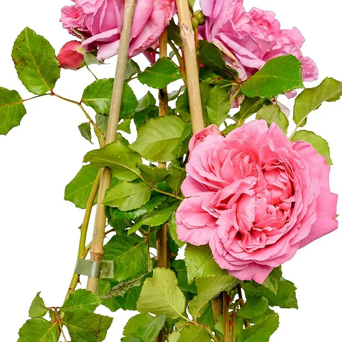 Edelrose - Rosa 'Pompadour' ®, Rosa - Diese Aufnahme zeigt eine Kletterrose mit üppigen, rosa Blüten, die an Bambusstäben hochgebunden ist, um ihr Wachstum zu unterstützen.