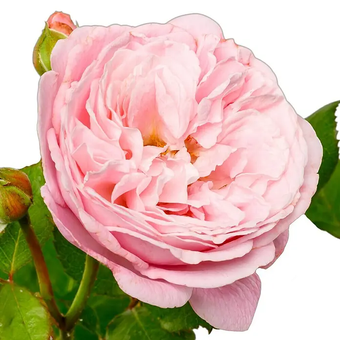 Beetrose - Rosa 'Rosengräfin Marie Henriette' ® ADR, Rosa - Nahaufnahme einer rosa Rose in voller Blüte mit Knospen und grünen Blättern auf schwarzem Hintergrund.