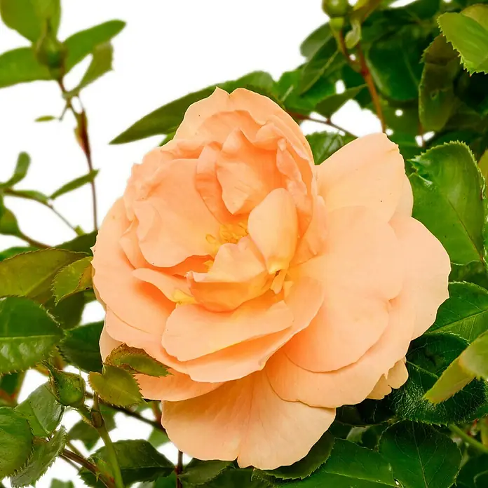 Beetrose - Rosa 'Schöne vom See' ®, Apricot-Orange - Nahaufnahme einer Teerose in zartem Orange, umgeben von glänzend grünen Blättern, die die filigrane Schönheit der Blüte hervorhebt.
