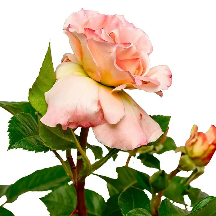Edelrose - Rosa 'Augusta Luise' ®, Champagner-Rosé - Eine wunderschöne, hellrosa Rose mit zarten Blütenblättern und grünen Blättern. Perfekt als dekoratives Element oder Geschenk.