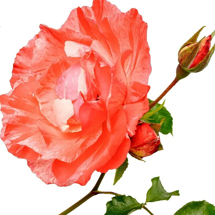 Edelrose - Rosa 'Grimaldi', Rosa/Weiß gestreift - Die Nahaufnahme einer leuchtend korallenroten Rose mit weißen Streifen, die ihre komplizierten Blütenblätter und einen kleinen Rosenknospen zeigt.