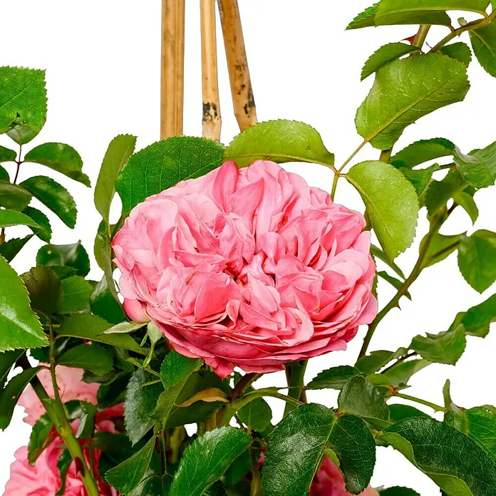 Beetrose - Rosa 'Leonardo da Vinci' ®, Dunkelrosa - Nahaufnahme einer rosa Edelrose im Garten, umgeben von grünen Blättern und Bambusstäben.